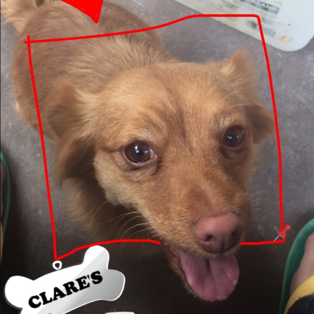 Meet your Posher, Clarisa
